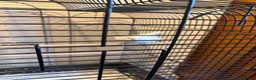 Canaries birds for sale:  Lovely Female Canary + Cage Set – 4  in South Shields - Advert 3