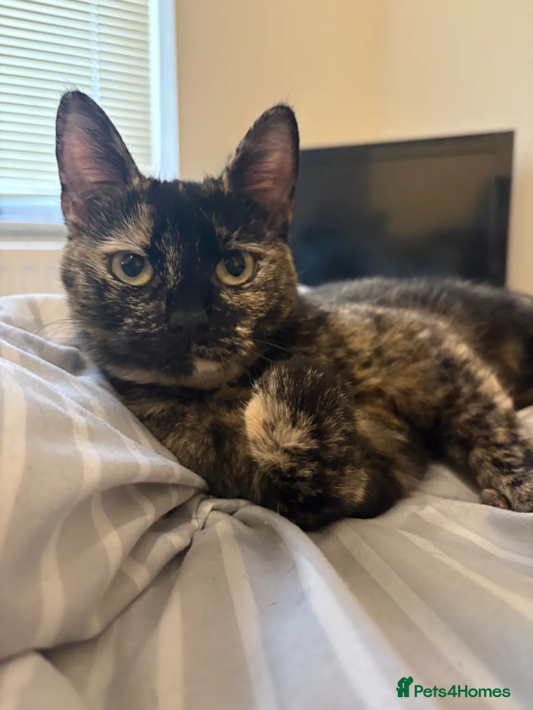 Mixed Breed cats for sale: Narla - Advert 2