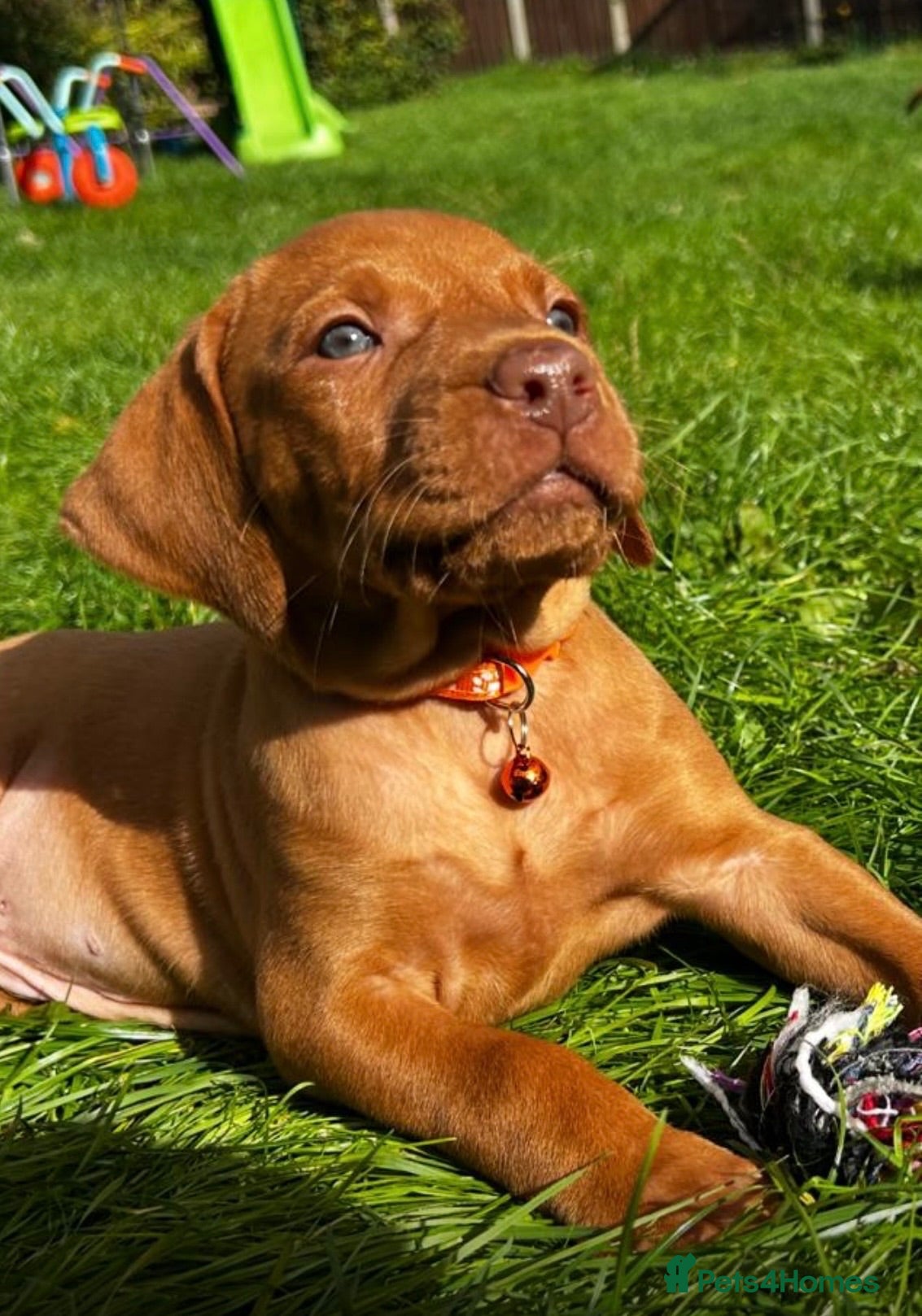 Hungarian Vizsla dogs ⭐️Ready Now ⭐️Beautiful Hungarian Vizsla Puppies  - Advert 1
