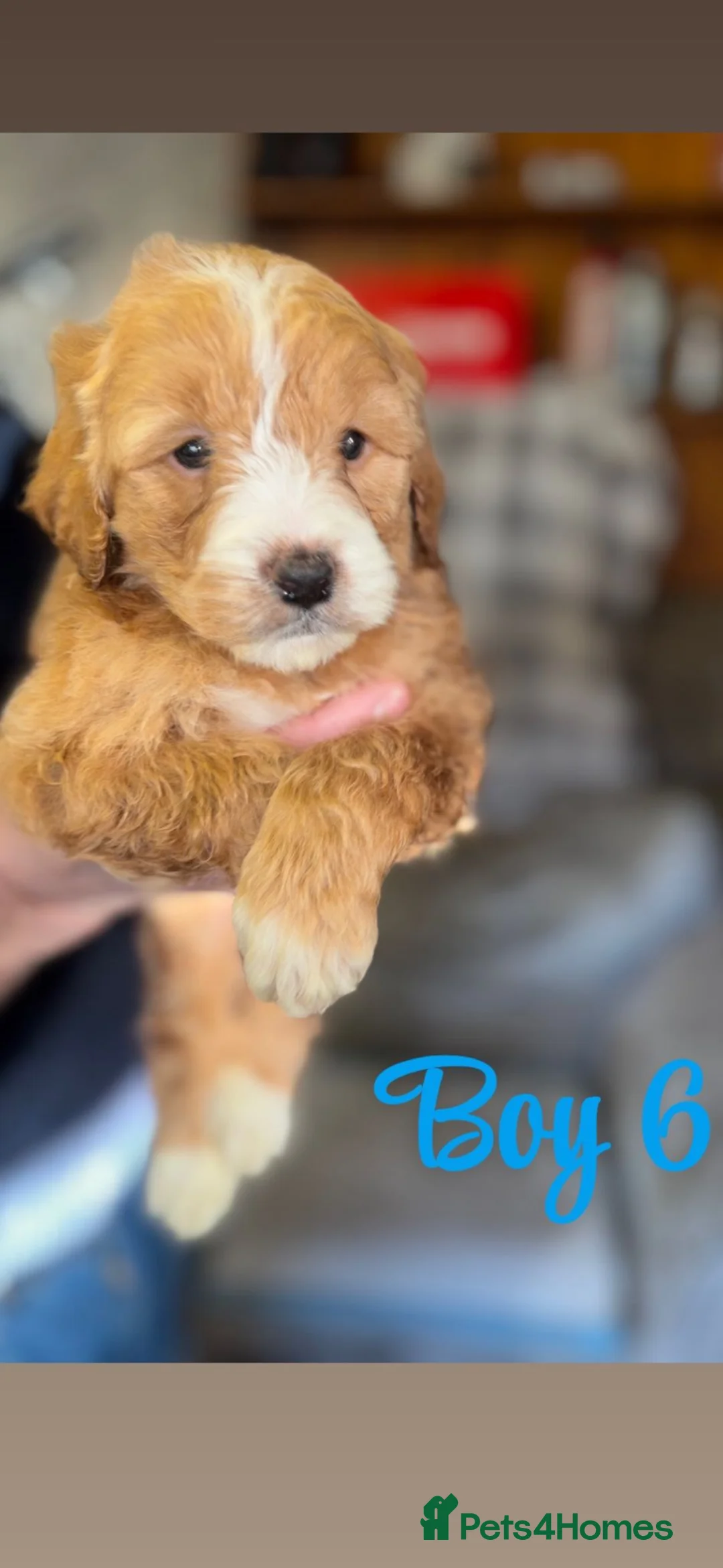 Cockapoo dogs for sale: Cockapoo pups  - Advert 9