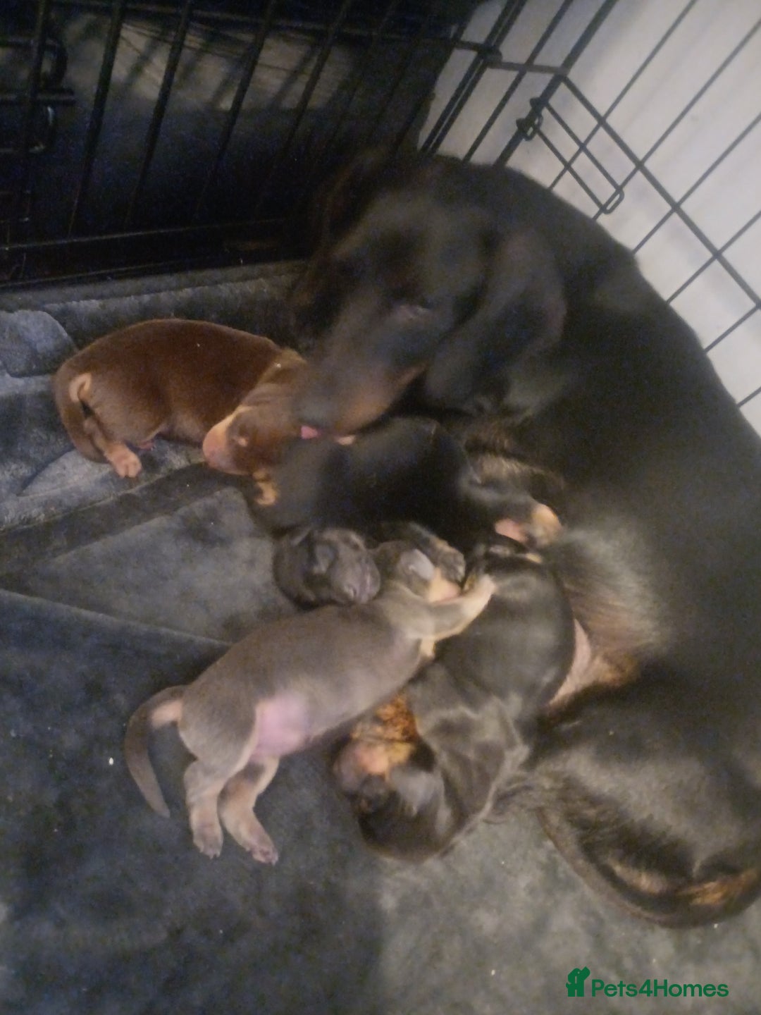 Miniature Dachshund dogs for sale: K.C Beautiful miniature daschunds - Image 8