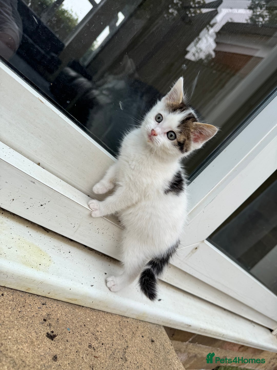 European cats for sale: Adorable Tuxedo Longhair Kittens  - Image 3