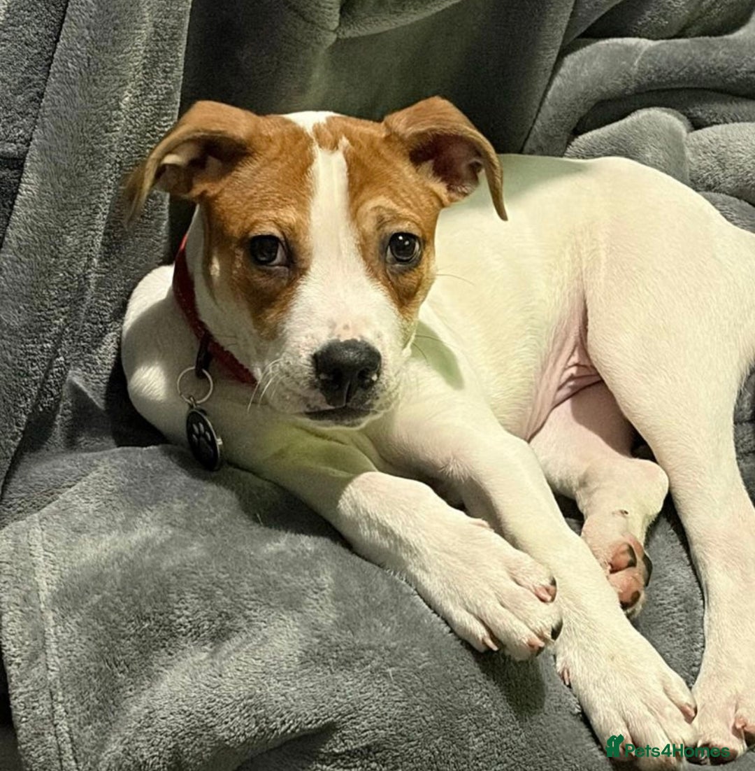 Mixed Breed dogs for sale: Jack Russell puppy for rehome plz read  - Advert 1