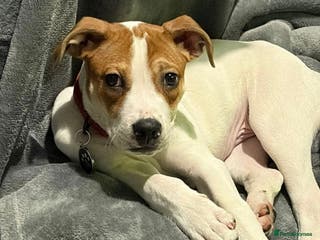Mixed Breed dogs Jack Russell puppy for rehome plz read - Advert 1