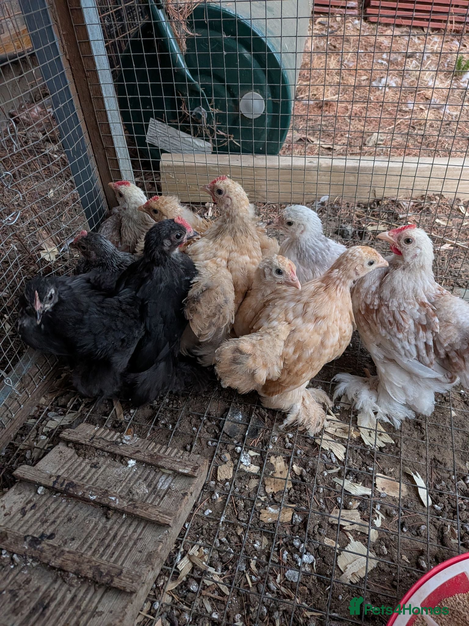 Chickens poultry Pekin bantam sexed hens and roos - Advert 13