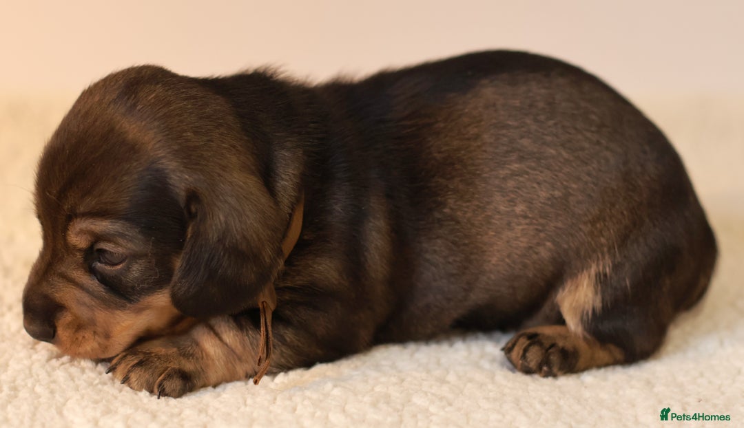 Miniature Dachshund dogs for sale: 5*Licensed+KC+PRAclear+VETchecked+Chocolate&Cream - Advert 17
