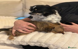 Chihuahua dogs for sale: Gorgeous tiny long coated chihuahua puppies  - Image 14