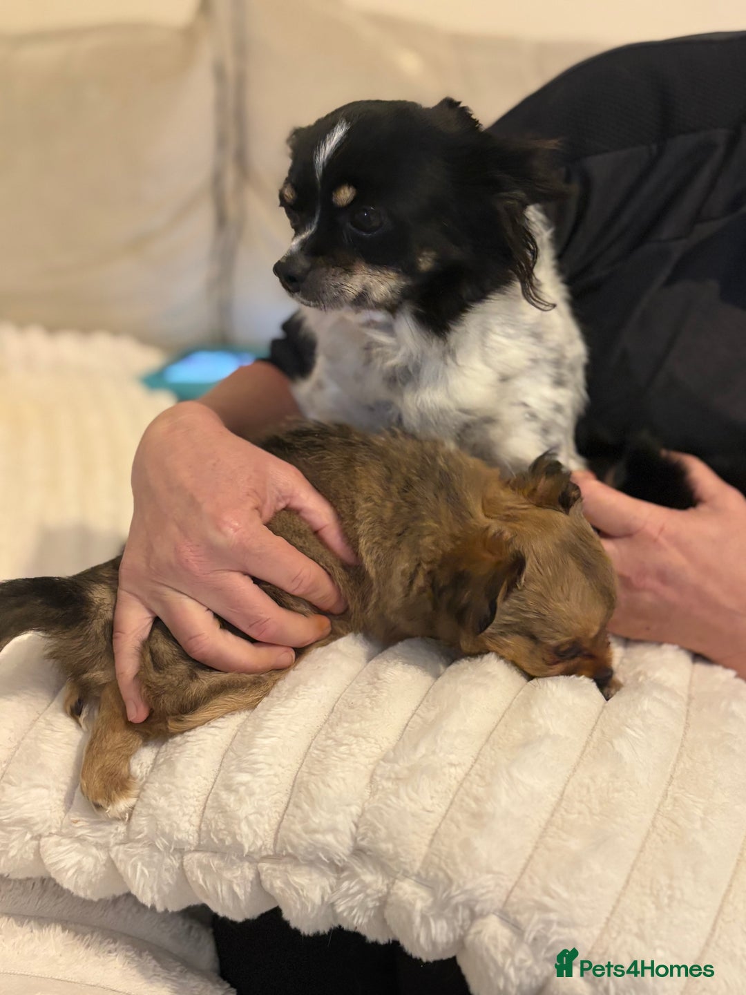 Chihuahua dogs for sale: Gorgeous tiny long coated chihuahua puppies  - Image 14