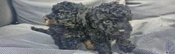Toy Poodle dogs for sale:  female toy poodle pups. Health tested parents  - Advert 25