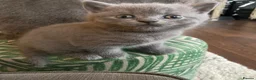 British Shorthair cats for sale: BSH kitten ready to leave 28th June  - Advert 10