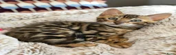 Bengal cats for sale: Bengal kitten for resale - Advert 9