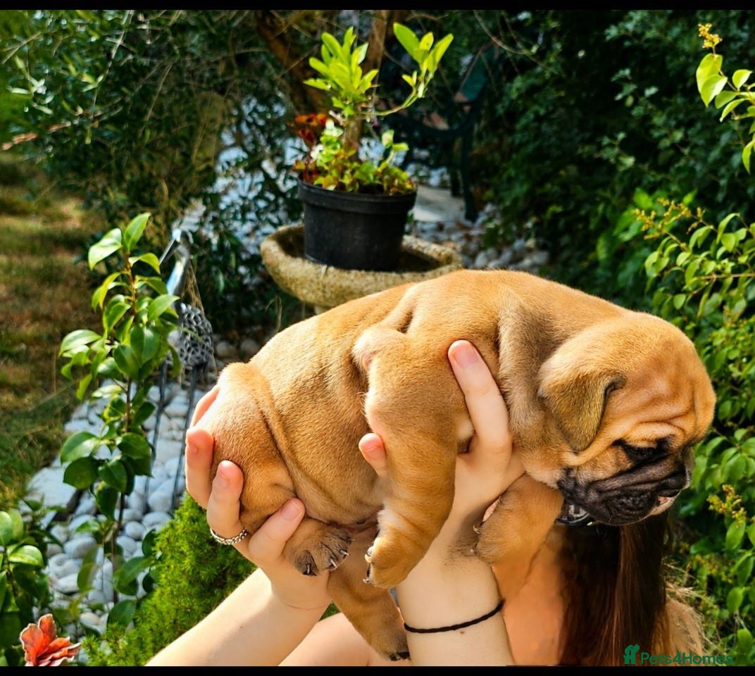 English Bulldog dogs Beutiful Registered English bulldogs - Advert 9