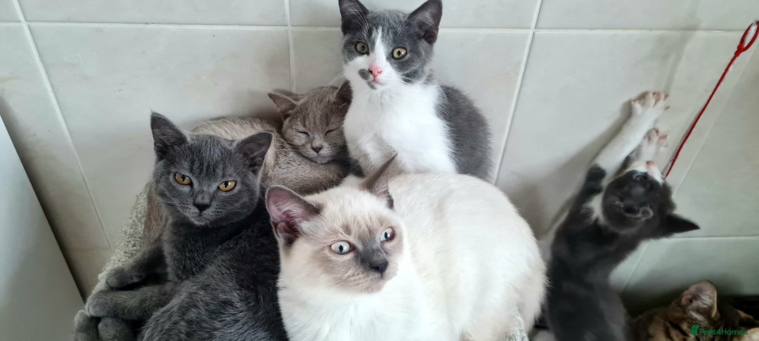British Shorthair cats for sale: Beautiful Blue British, Lilac, Color point, Tabby  - Image 7