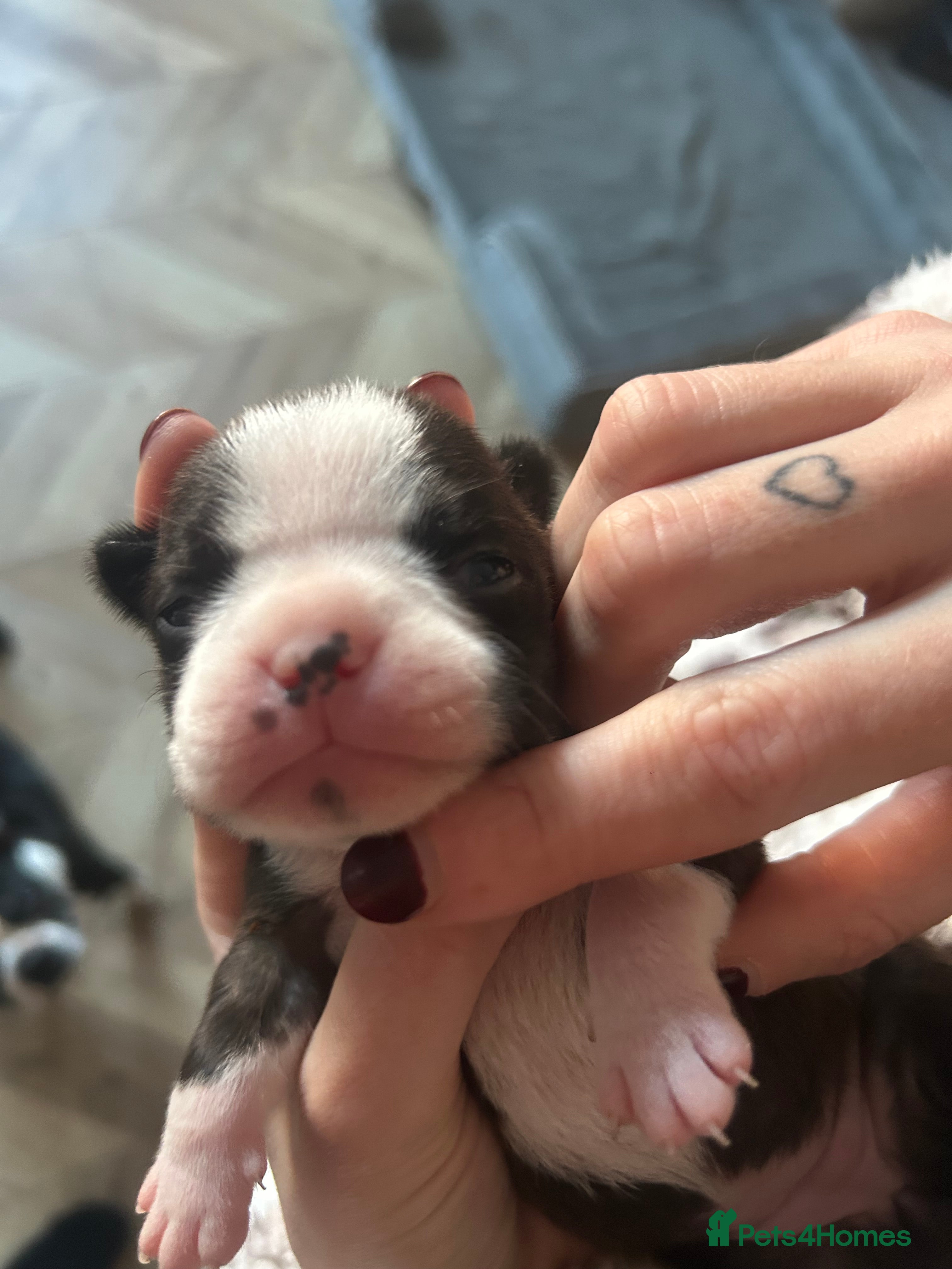 Boston Terrier dogs Willow’s Lovely Puppies 🐾 - Advert 5