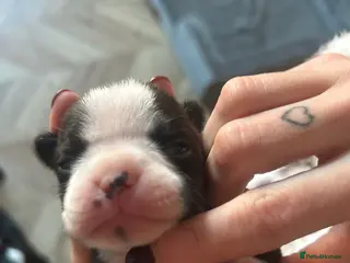 Boston Terrier dogs Willow’s Lovely Puppies 🐾 - Advert 5