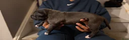Staffordshire Bull Terrier dogs for sale: Beautiful long legged Staff Litter - Advert 11