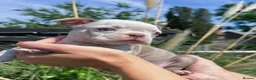Boston Terrier dogs for sale: 7 KC registered Boston terrier pups  - Advert 32
