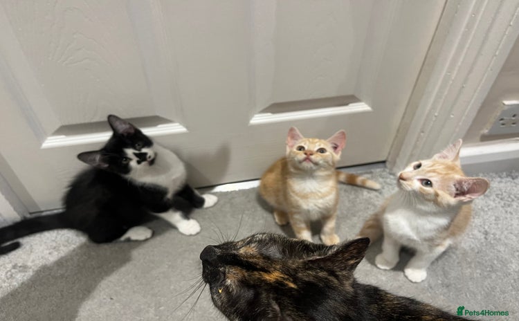 Mixed Breed cats - Advert 1