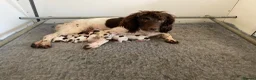 English Springer Spaniel dogs for sale: KC registered working Springer pups - Advert 7