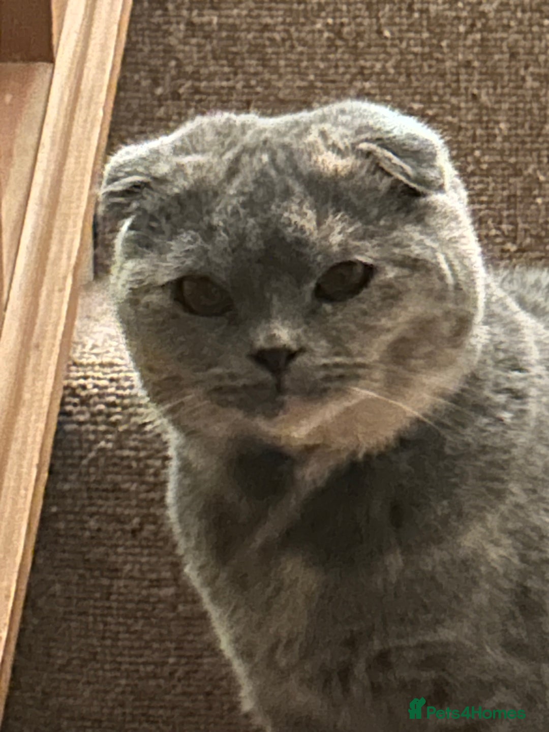 Scottish Fold cats for sale: 🌸🌸 Scottish Fold 7months Female 🌸🌸 - Advert 5