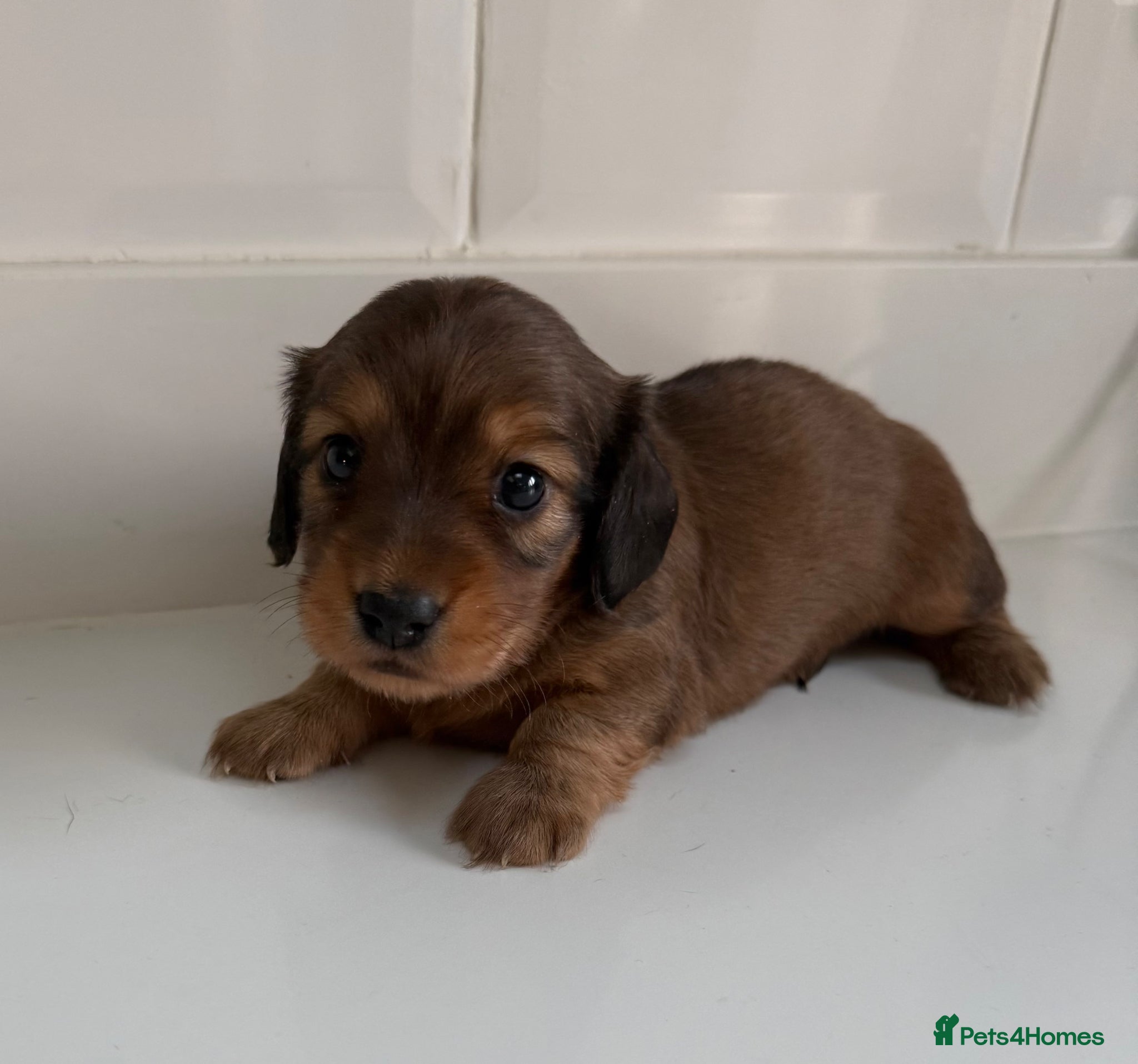 Miniature Dachshund dogs Miniature Dachshund boys looking for their home ❤️ - Advert 14