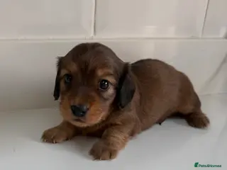 Miniature Dachshund dogs Miniature Dachshund boys looking for their home ❤️ - Advert 14