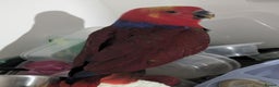 Lories birds for sale: Female eclectus 4 months old - Advert 2