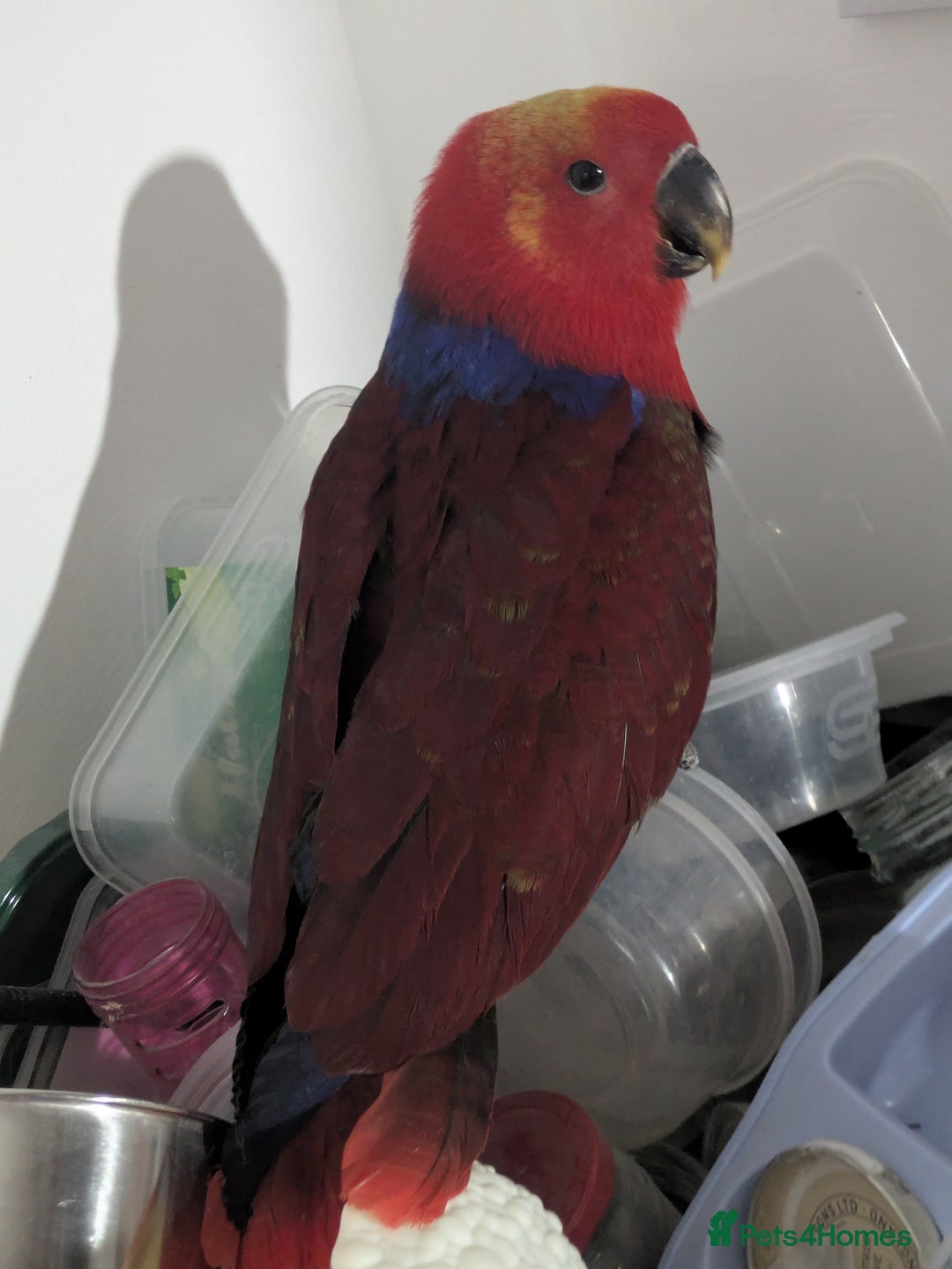 Lories birds for sale: Female eclectus 4 months old - Advert 2