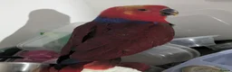 Lories birds for sale: Female and male eclectus 4 months old super tamed - Advert 3
