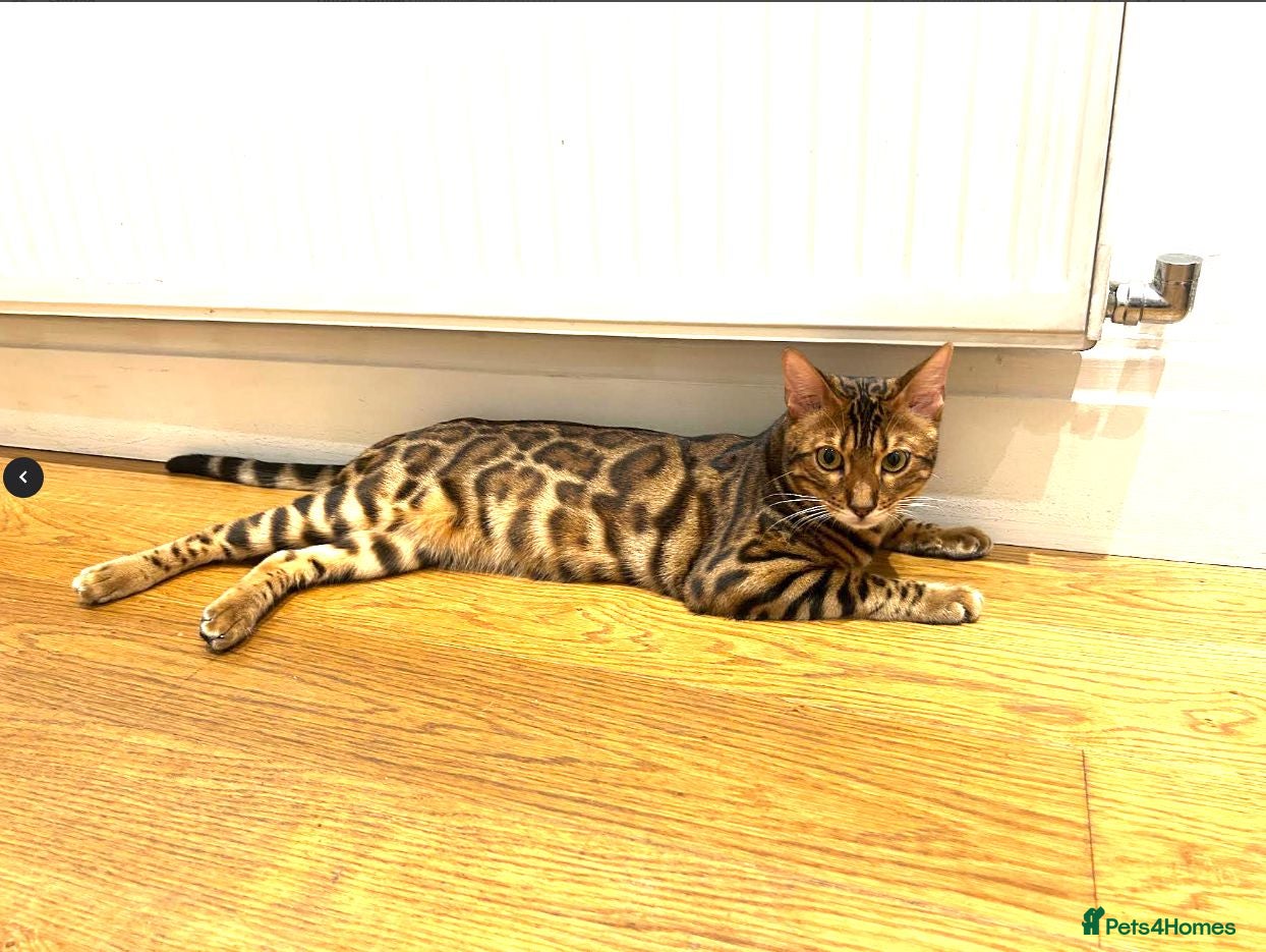 Bengal cats Looking for a new home - Beautiful Bengal Male - Advert 2