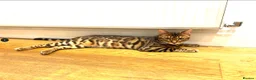 Bengal cats for sale: Looking for a new home - Beautiful Bengal Male - Advert 2
