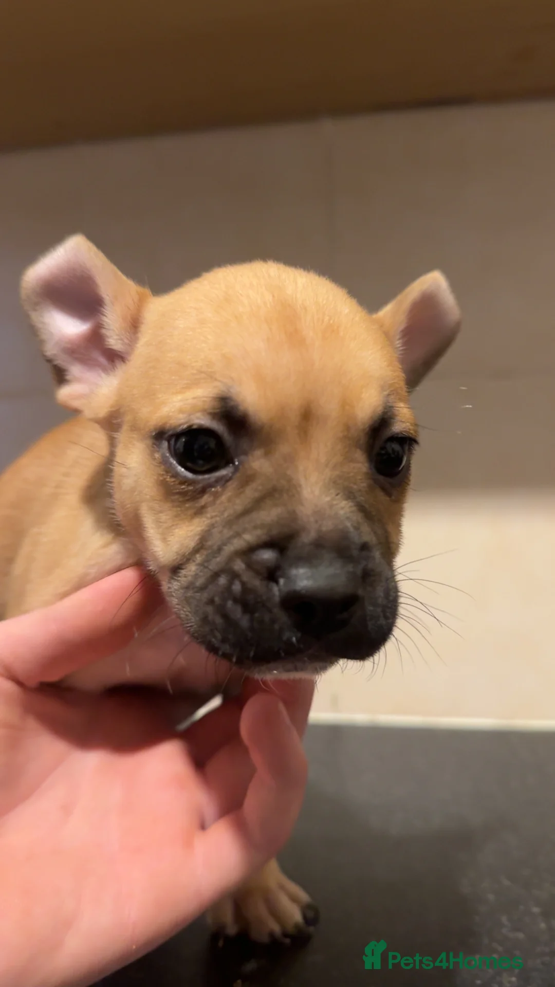 Mixed Breed dogs for sale: French ball dogs  - Advert 2