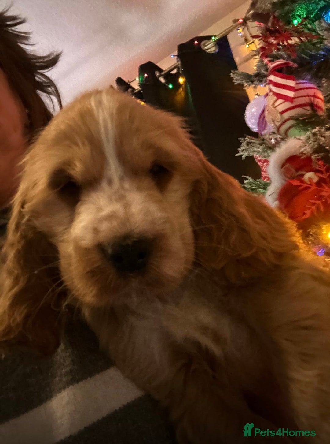 Cocker Spaniel dogs for sale: KC Golden Show Cocker Spaniel  READY TO GO! - Advert 25