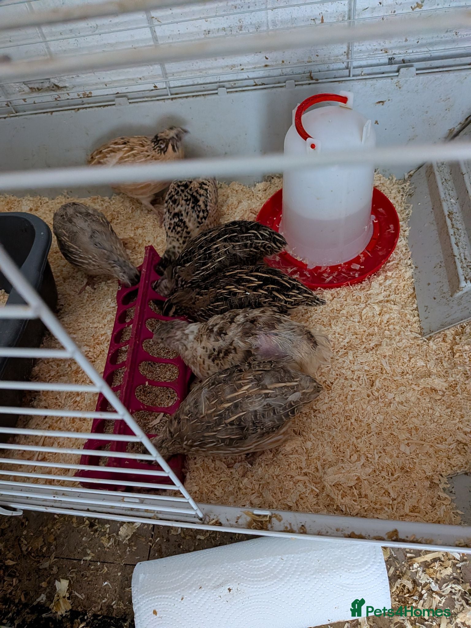 Quail poultry Quail for sale  - Advert 3