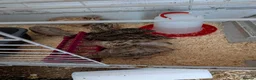 Quail poultry for sale: Quail for sale  in Durham - Advert 1
