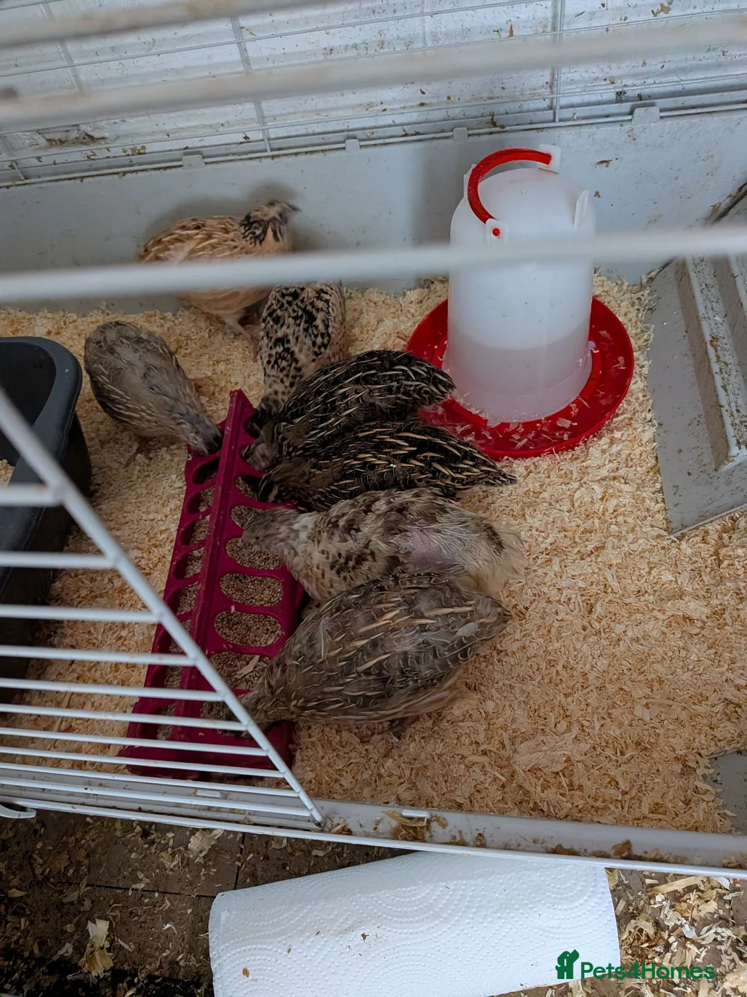 Quail poultry for sale: Quail for sale  in Durham - Advert 1