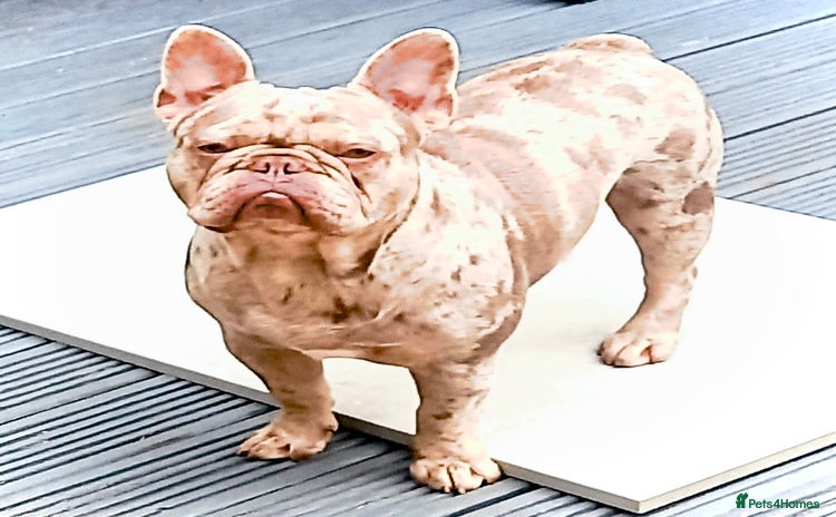 French Bulldog dogs - Advert 10