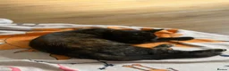 Domestic Shorthair cats for sale: Domestic shorthair  - Advert 9