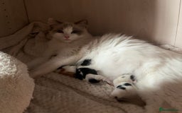 Ragdoll cats for sale: Ragdoll Mix Long-Haired Fluffy Kittens! - Image 5