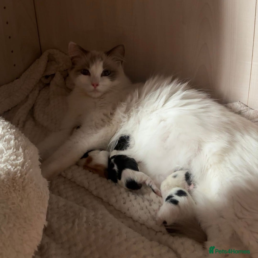 Ragdoll cats for sale: Ragdoll Mix Long-Haired Fluffy Kittens! - Image 5