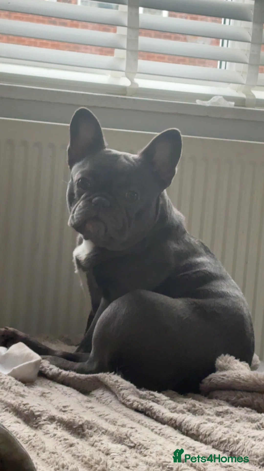 French Bulldog dogs for sale: French bulldog girl  - Advert 2