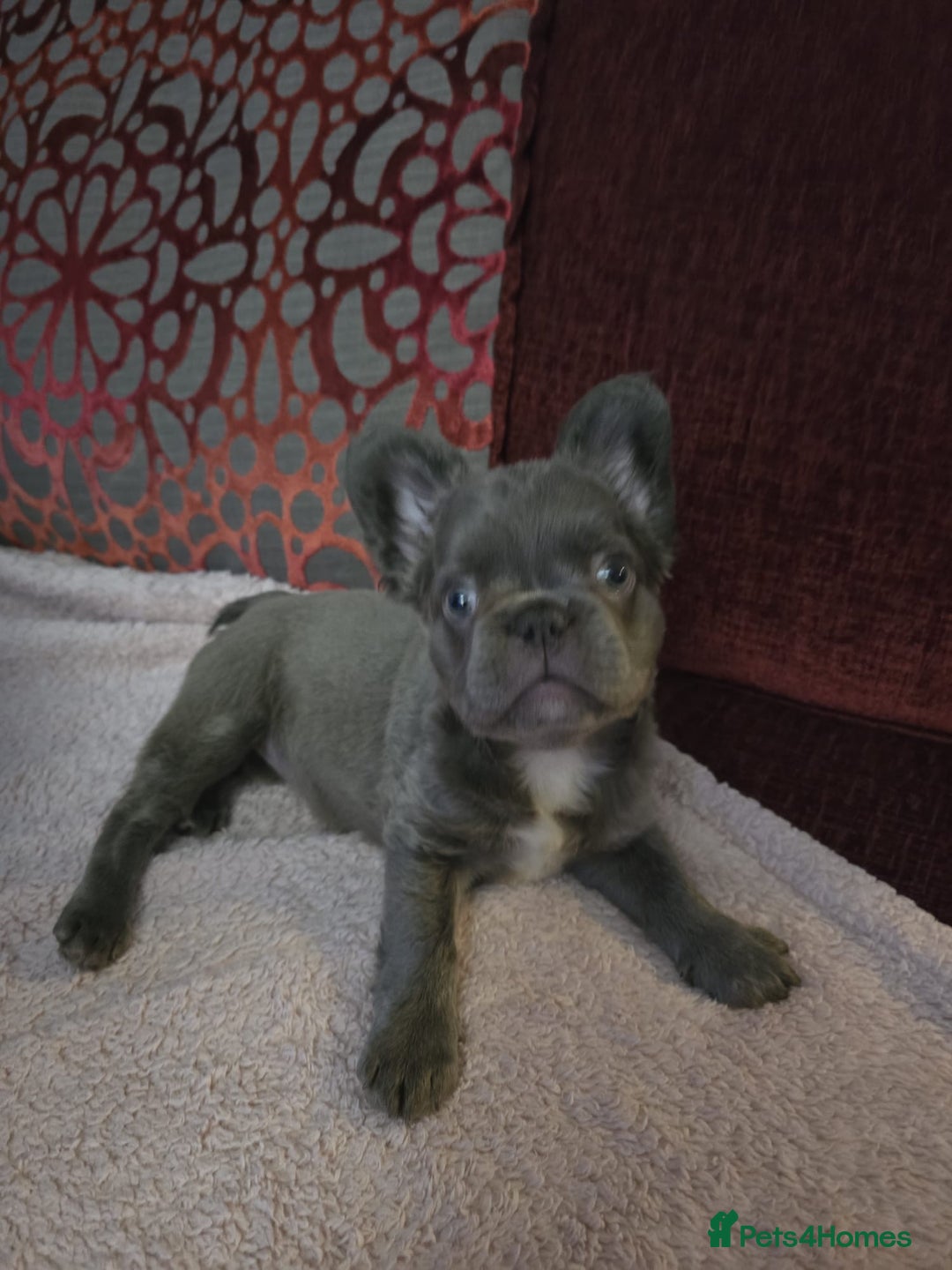 French Bulldog dogs for sale: Fluffy husky frenchie reduced! ready to leave  - Advert 28