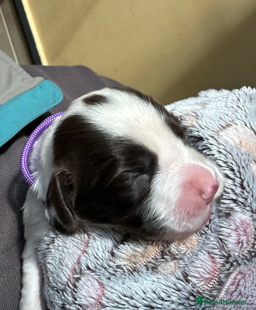 English Springer Spaniel dogs for sale: Stunning KC Reg ESS puppies with FTCH sire. - Advert 3