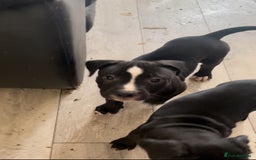 Staffordshire Bull Terrier dogs for sale: Original "old-time" black Staffy pups *rare* - Image 5