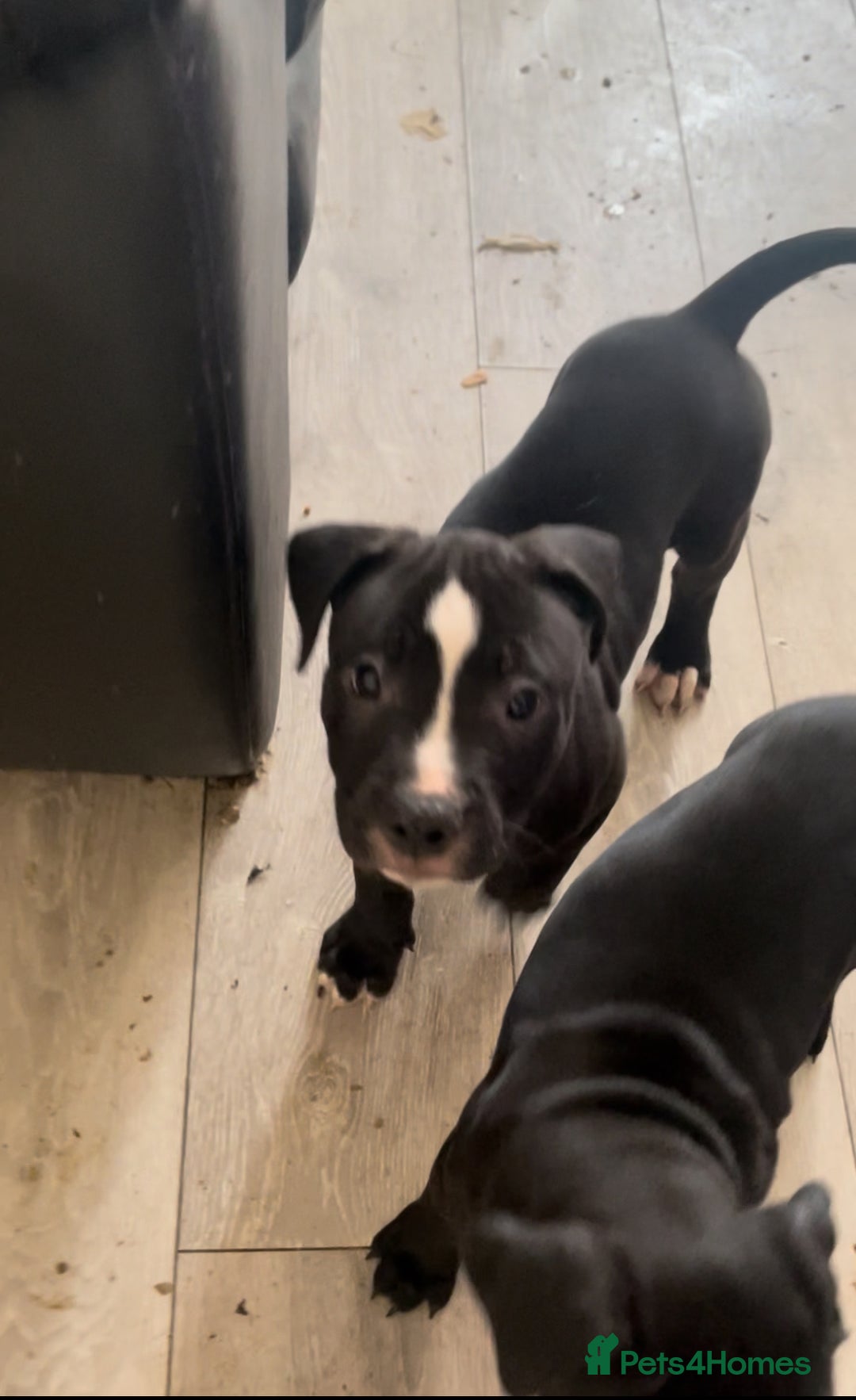 Staffordshire Bull Terrier dogs for sale: Original "old-time" black Staffy pups *rare* - Image 5
