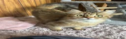 Persian cats for sale: X6 Beautiful fluffy persian X Bengal kittens  - Advert 14