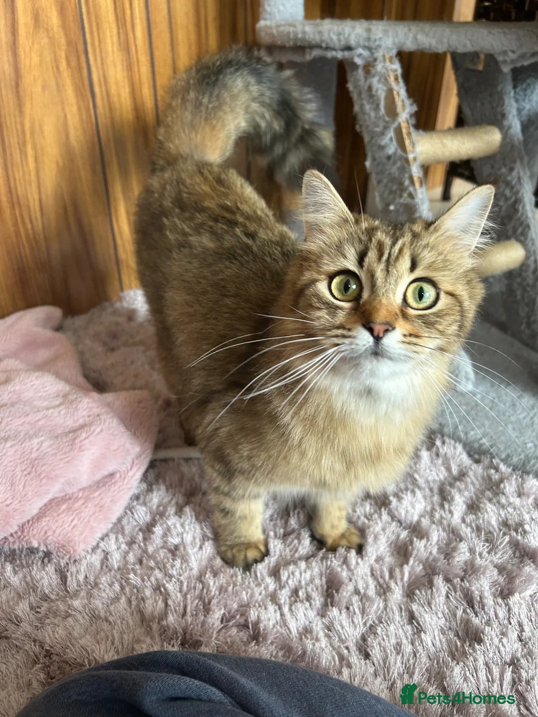 Persian cats for sale: X6 Beautiful fluffy persian X Bengal kittens  - Advert 14