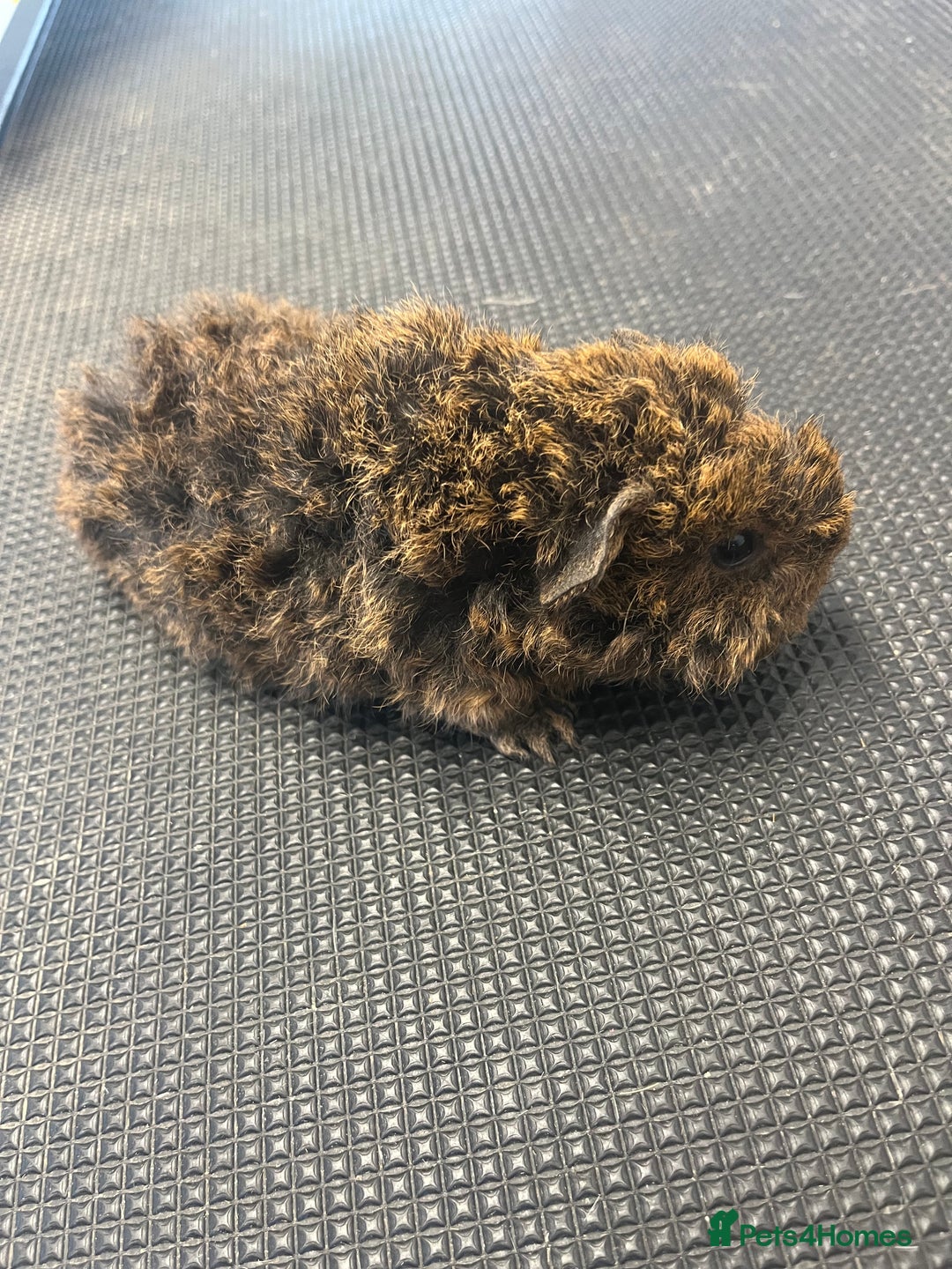 Guinea Pig rodents for sale: Pure bred guinea pigs looking for new homes - Advert 2