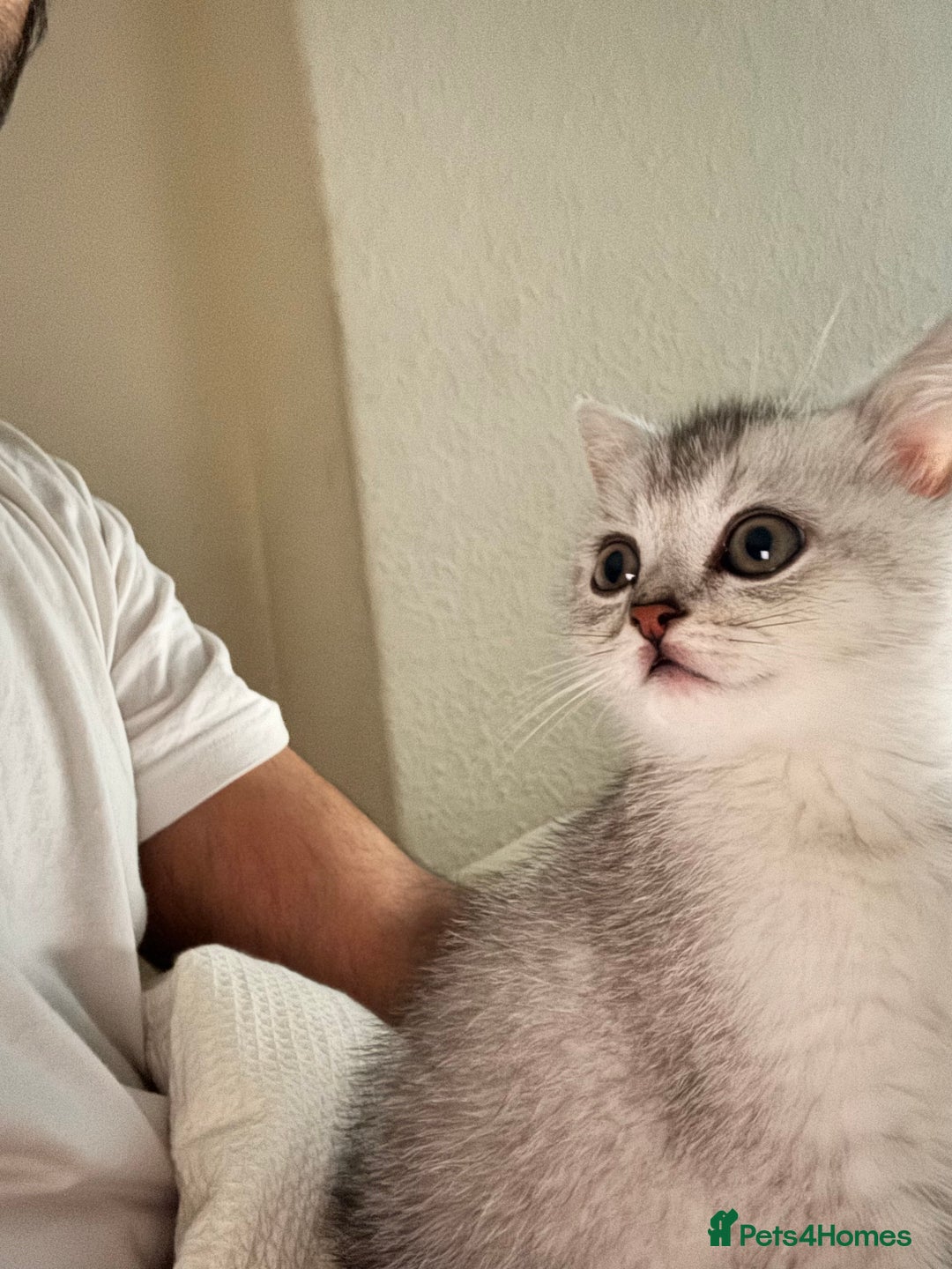 British Shorthair cats for sale: Playful and affectionate BSH Kitten - Advert 1