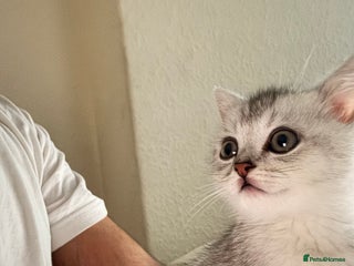 British Shorthair cats Playful and affectionate BSH Kitten - Advert 1